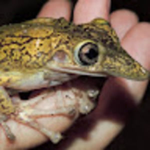 Meet your Posher, Sundae